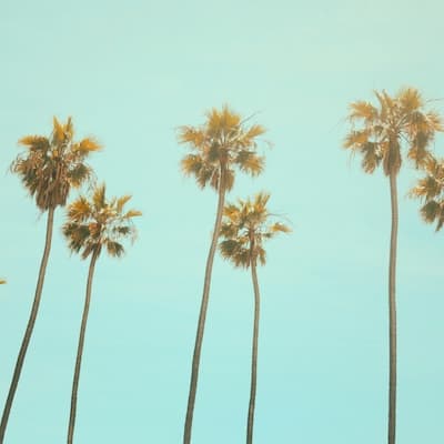 Tropical palm trees